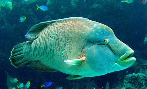 Humphead Wrasse Eating