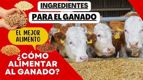 ALIMENTO PARA GANADO QUÉ INGREDIENTES NECESITO CÓMO ALIMENTAR