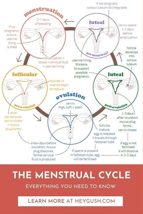 Menstrual Cycle Chart Tracking Menstrual Cycle Menstrual Cycle Phases