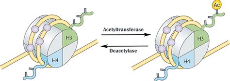 Histone Acetylation Proteins, Histone Modification Proteins - Epigenetics