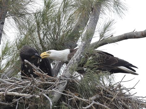 13 Bald Eagle Chicks Fledge on Islands | Sanibel-Captiva Conservation ...