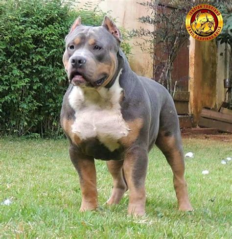 Filhotes Pitbull Pit Monster Cinza Olhos Azuis Mercado Livre