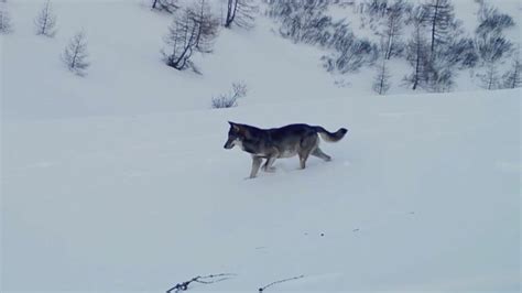 Vivre Avec Les Loups Jean Michel Bertrand R Concilie L Homme Et Les