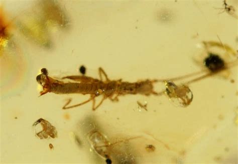 Rare Cretaceous Amber with Walking Stick Insect