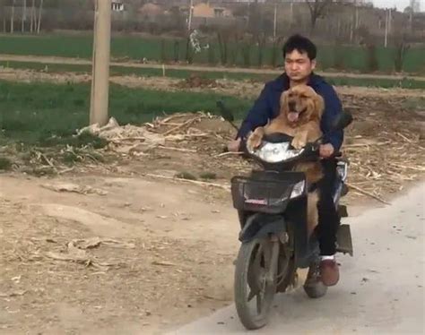 主人骑着摩托车，带着金毛去兜风，金毛笑的像个小孩子 知乎