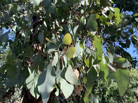 Silver Dollar Gum From Sanders Ave Sunshine West Vic Au On February