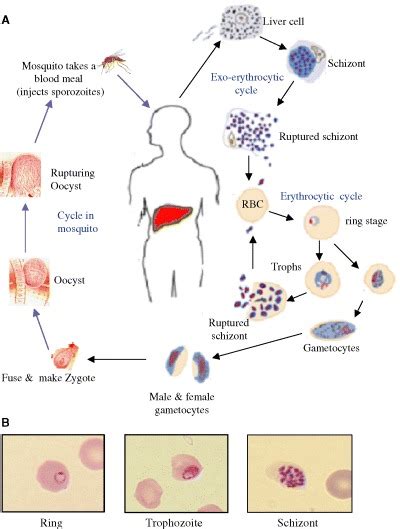 A Life Cycle Of The Malaria Parasite P Falciparum The Figure Has Download Scientific Diagram