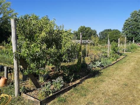 Les L Gumes Perp Tuels Du Jardin For T Du Chambon