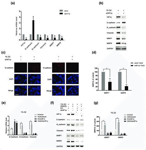 Hif1α Drives The Emt Induced By Hdac5 In Hcc Cells Under Hypoxia