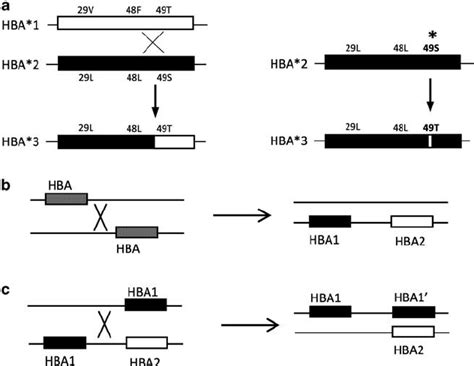 Model For The Origin Of The Hba 3 Allele The Hba Duplication And The Download Scientific