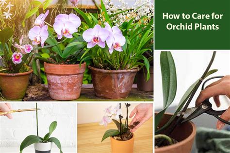 How To Care For Orchid Plants Full Care Guide Embracegardening