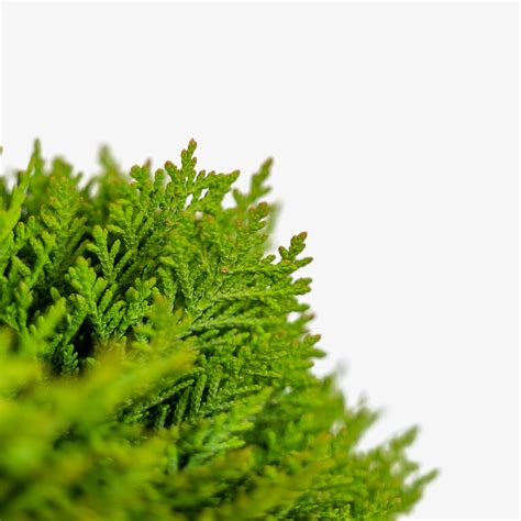 Danica Globe Thuja Arborvitae For Sale Online The Tree Center