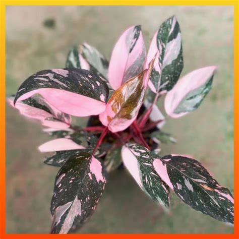 Jual Tanaman Hias Philodendron Pink Princess Bunga Pilodendron Pilo