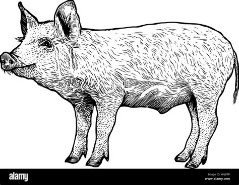 Pig Illustration Black and White Stock Photos & Images - Alamy