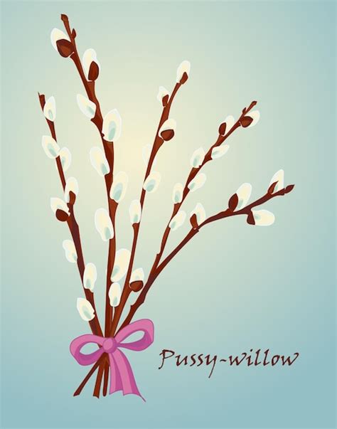 Premium Vector Beautiful Pussy Willow Branches Vintage Style