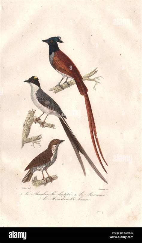 Flycatchers Crested Fork Tailed And Spotted Flycatchers Buffon Print