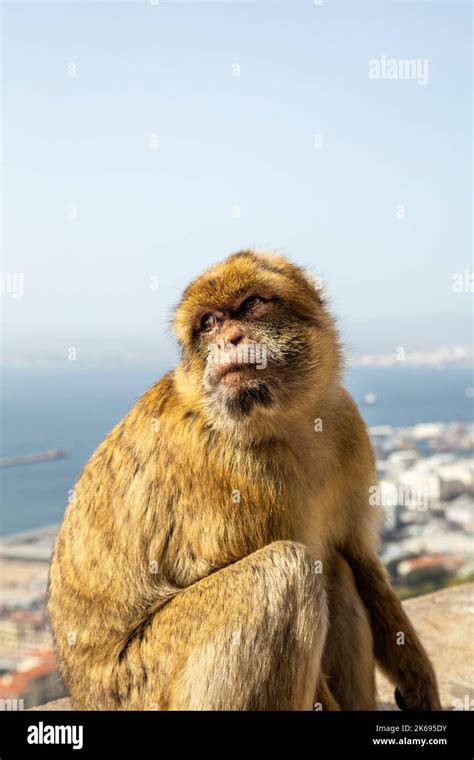 Barbary macaque monkey at the Apes' Den overlooking the city, Upper Rock Nature Reserve ...