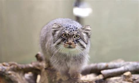 『マヌルネコ』の生態！人懐っこい？埼玉や上野など見れる動物園を紹介｜明日何しようかな？