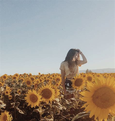 Sunflower Field Paired W A Grainy Filter Pictures With Sunflowers