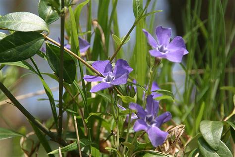 Vinca Minor