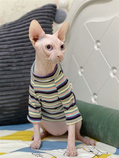 Pin on Hairless cat clothes