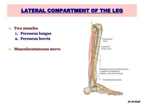 Anatomy Of The Anterior And Lateral Compartments Of The Leg