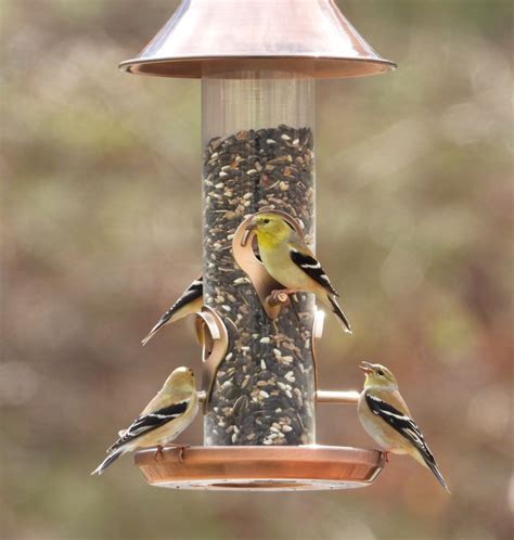 American Goldfinch - FeederWatch