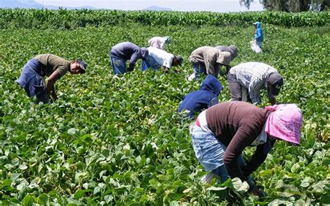 Pese a pandemia 27 mil jornaleros agrícolas de México irán a Canadá