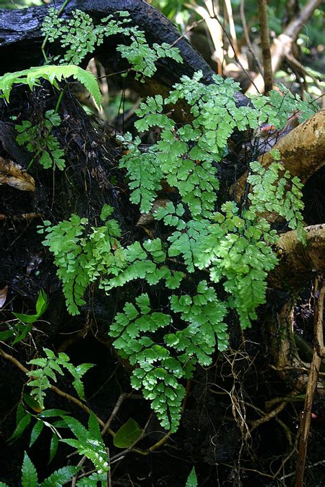 Flora Of Zimbabwe Species Information Individual Images Adiantum