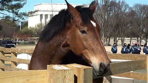 'Horses will be very excited': US Park Police horses have new home on ...