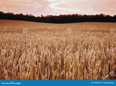 Farmland with cereal crops stock image. Image of harvested - 1426597