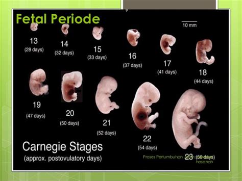 Proses Pertumbuhan Janin Fetal Periode