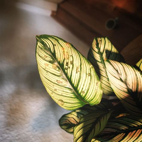 What are these spots? : r/calatheas