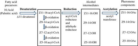 Putative Biosynthesis Pathways Of The Sex Pheromones In Agrotis