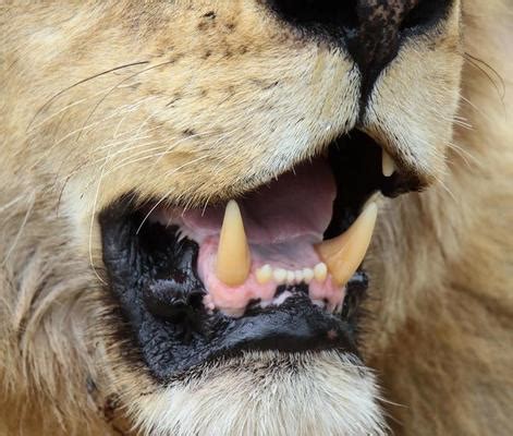 Lion Teeth Stock Photos, Images and Backgrounds for Free Download