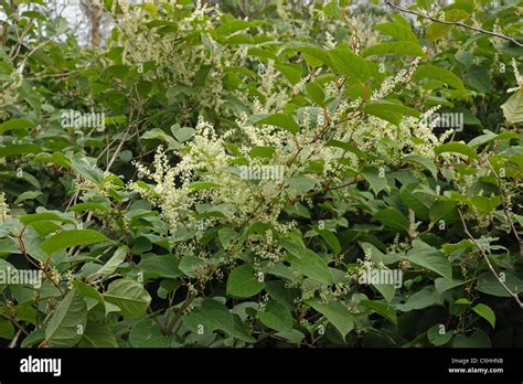 Japanese Knotweed Hi Res Stock Photography And Images Alamy