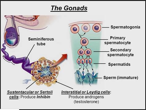 Cells Of Leydig