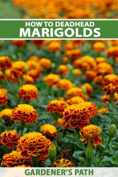 How To Deadhead Marigolds Gardeners Path