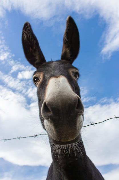 Premium Photo | Funny donkey looking at camera. Curious donkey with big ...