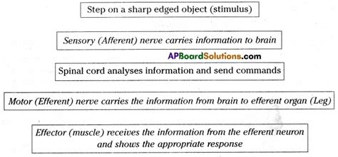 Ts 10th Class Biology Study Material 5th Lesson Coordination Ap Board