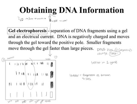 Ch 8 Biotechnology And Recombinant DNA Flashcards Quizlet