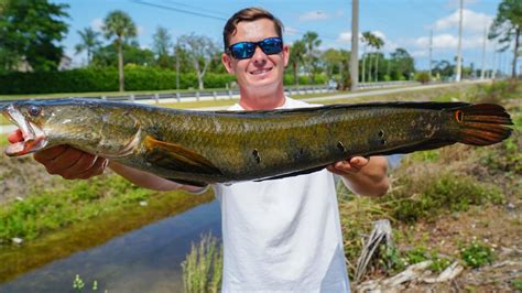 Invasive Catch In Roadside Canal Catch Clean Cook Bullseye Snakehead