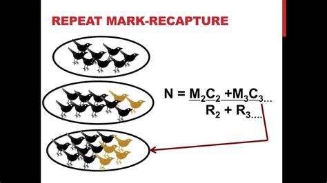 Mark Recapture Population Estimation Youtube