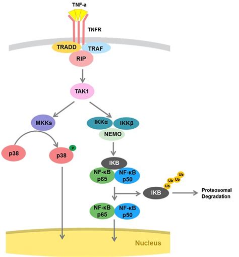 Lets Get ‘specific About The Tnfr Pathway