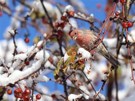 What Do House Finches Eat? (All You Need To Know) | Bird Fact