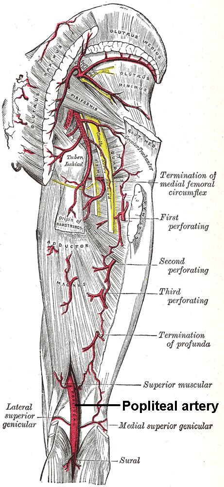 Popliteal Artery Wikidoc