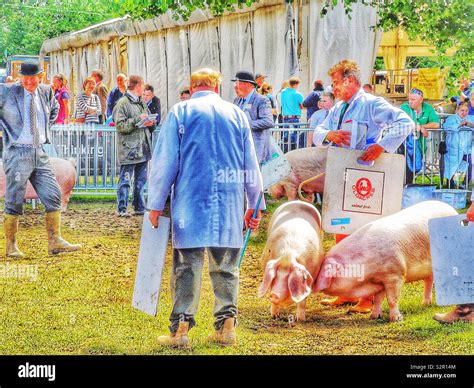 Pig judging, Three Counties Show, Malvern, Worcestershire, England ...