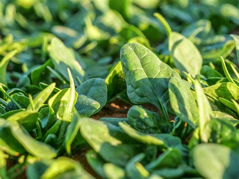 Espinaca Detalle Campo Cultivo Cultivar Verde Nebular Stock