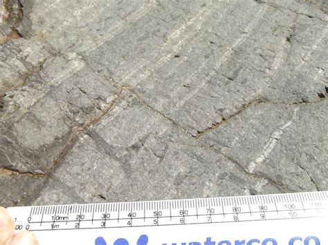 Can anyone identify this trace fossil? | ResearchGate