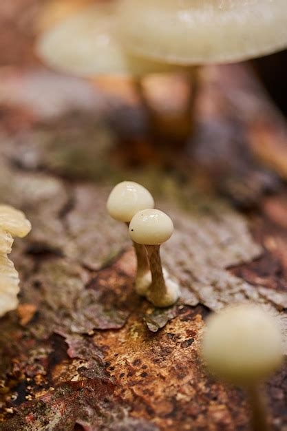 Premium Photo Porcelain Fungus Oudemansiella Mucida On Dead Tree